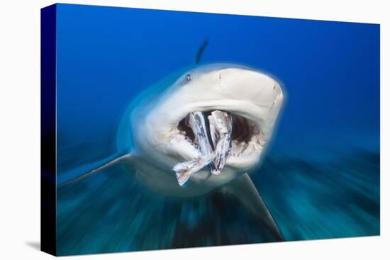 Bull Shark Feeding (Carcharhinus Leucas), Beqa Lagoon, Viti Levu, Fiji-Reinhard Dirscherl-Premier Image Canvas