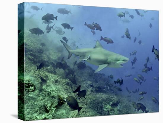 Bull Shark Swimming Through Fish-null-Premier Image Canvas