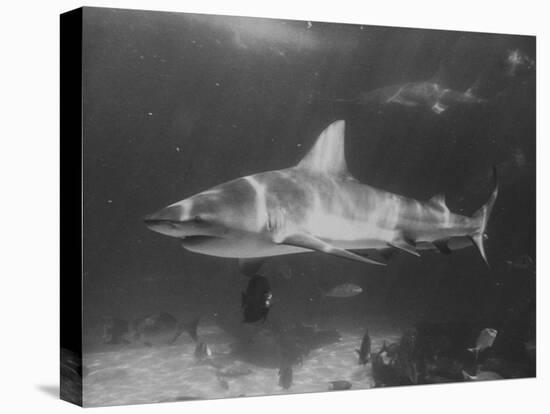 Bull Shark-Peter Stackpole-Premier Image Canvas