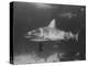 Bull Shark-Peter Stackpole-Premier Image Canvas