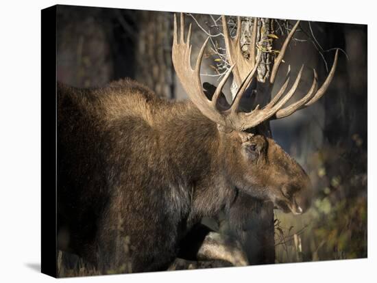 Bull Shiras Moose, Gros Ventre, Grand Tetons, Wyoming-Maresa Pryor-Premier Image Canvas