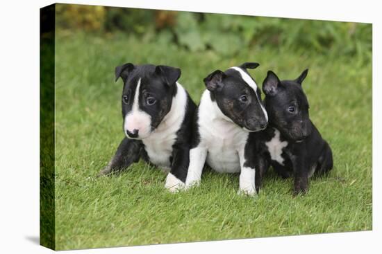 Bull Terrier 01-Bob Langrish-Premier Image Canvas