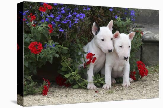 Bull Terrier 02-Bob Langrish-Premier Image Canvas