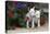 Bull Terrier 02-Bob Langrish-Premier Image Canvas