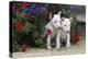 Bull Terrier 02-Bob Langrish-Premier Image Canvas