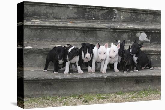 Bull Terrier 03-Bob Langrish-Premier Image Canvas