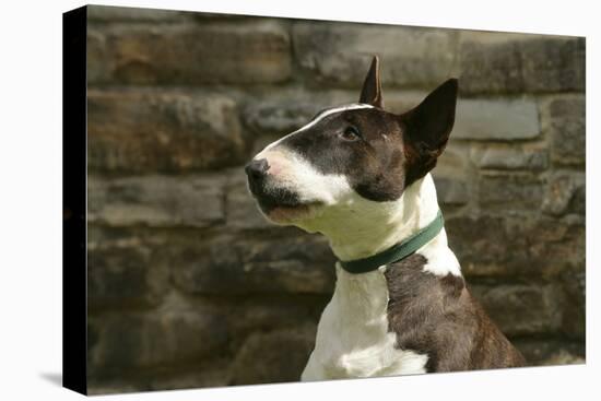 Bull Terrier 05-Bob Langrish-Premier Image Canvas