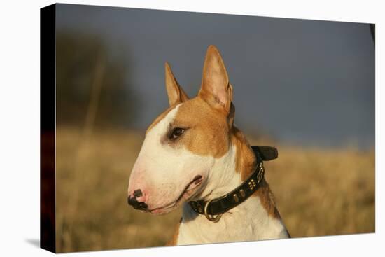 Bull Terrier 14-Bob Langrish-Premier Image Canvas