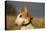 Bull Terrier 14-Bob Langrish-Premier Image Canvas