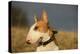 Bull Terrier 14-Bob Langrish-Premier Image Canvas