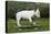 Bull Terrier 22-Bob Langrish-Premier Image Canvas