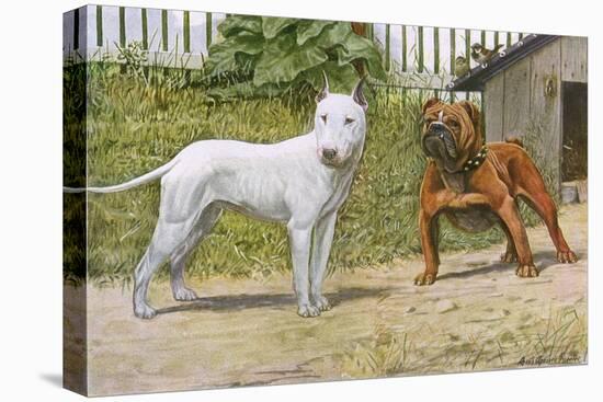 Bull Terrier and English Bulldog-null-Stretched Canvas
