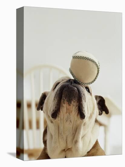 Bulldog Balancing Ball on Nose-Larry Williams-Premier Image Canvas