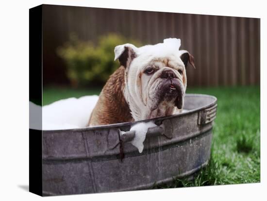 Bulldog Bathing In Washtub-null-Premier Image Canvas