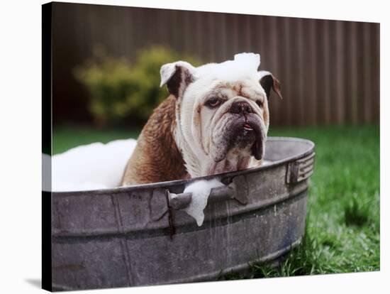 Bulldog Bathing In Washtub-null-Premier Image Canvas