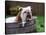 Bulldog Bathing In Washtub-null-Premier Image Canvas