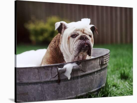 Bulldog Bathing In Washtub-null-Premier Image Canvas