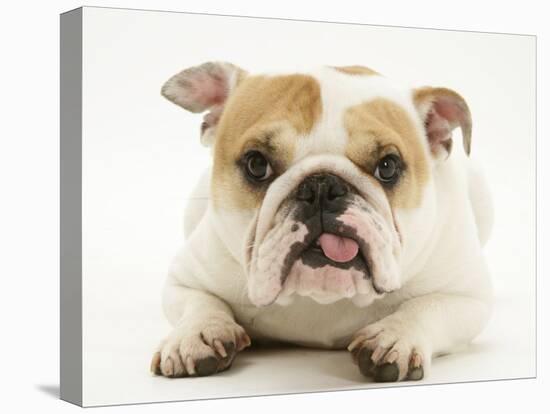 Bulldog Bitch, "Pixie", Lying Down with Tongue Out-Jane Burton-Premier Image Canvas