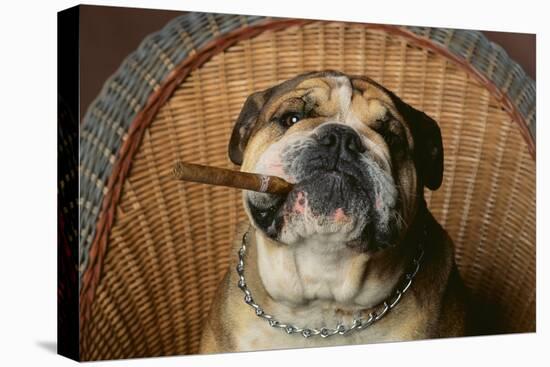 Bulldog Enjoying a Cigar-DLILLC-Premier Image Canvas
