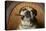 Bulldog Enjoying a Cigar-DLILLC-Premier Image Canvas