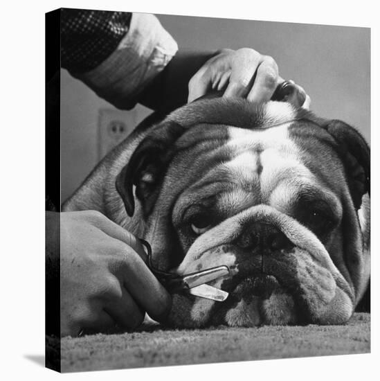 Bulldog Having Whiskers Clipped with Stubby Pair of Scissors in Preparation for Westminister Show-George Silk-Premier Image Canvas