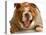 Bulldog Laughing-Willee Cole-Premier Image Canvas