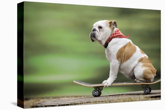 Bulldog on Skateboard-null-Premier Image Canvas
