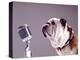 Bulldog Preparing to Sing into Microphone-Larry Williams-Premier Image Canvas