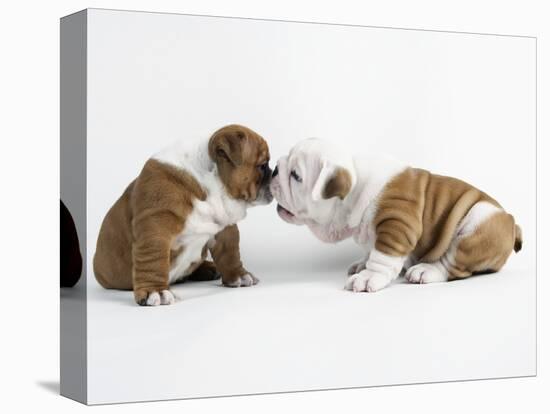 Bulldog Puppies Playing-Peter M. Fisher-Premier Image Canvas