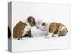 Bulldog Puppies Playing-Peter M. Fisher-Premier Image Canvas