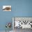 Bulldog Puppy, 11 Weeks, and Guinea Pig-Mark Taylor-Premier Image Canvas displayed on a wall