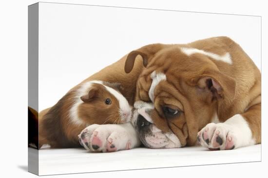 Bulldog Puppy, 11 Weeks, and Guinea Pig-Mark Taylor-Premier Image Canvas