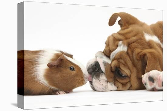 Bulldog Puppy, 11 Weeks, Face-To-Face with Guinea Pig-Mark Taylor-Premier Image Canvas