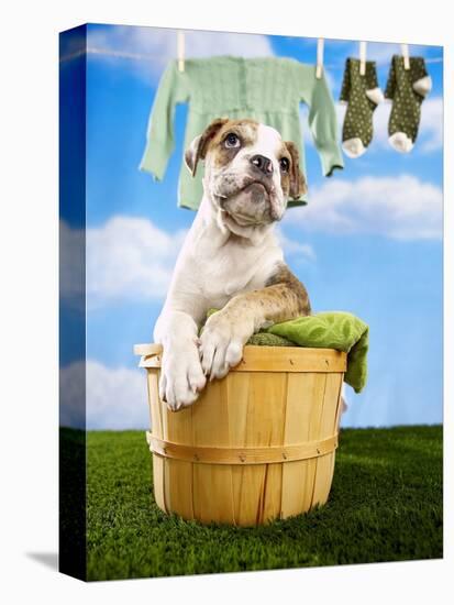 Bulldog Puppy in Laundry Basket-Lew Robertson-Premier Image Canvas