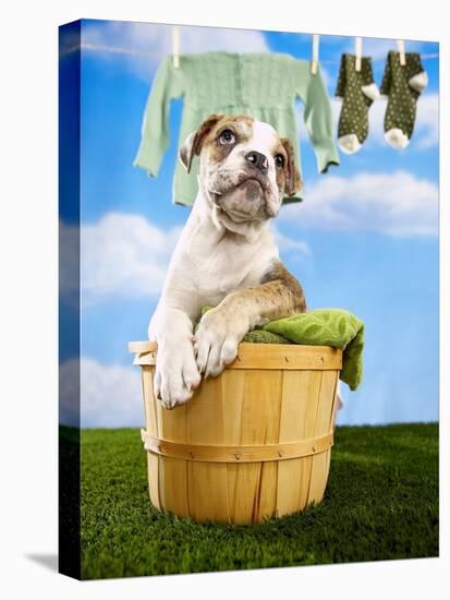 Bulldog Puppy in Laundry Basket-Lew Robertson-Premier Image Canvas