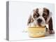 Bulldog Puppy Looking Up From His Bowl-Larry Williams-Premier Image Canvas