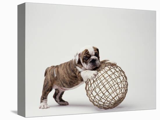 Bulldog Puppy Playing with Metal Sphere-Larry Williams-Premier Image Canvas