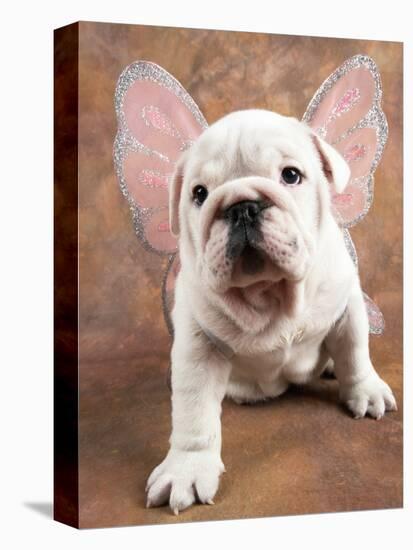 Bulldog Puppy Wearing Angel Wings-Peter M. Fisher-Premier Image Canvas