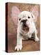 Bulldog Puppy Wearing Angel Wings-Peter M. Fisher-Premier Image Canvas