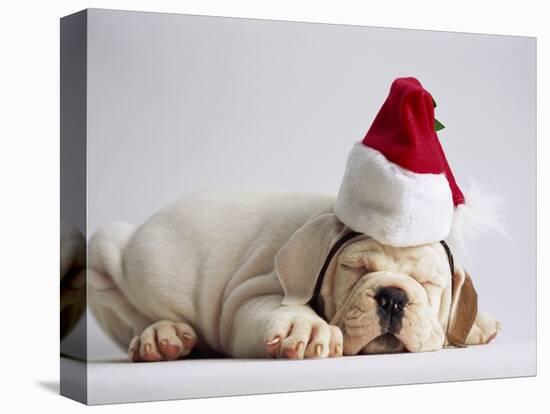 Bulldog Puppy Wearing Santa Hat-Jim Craigmyle-Premier Image Canvas