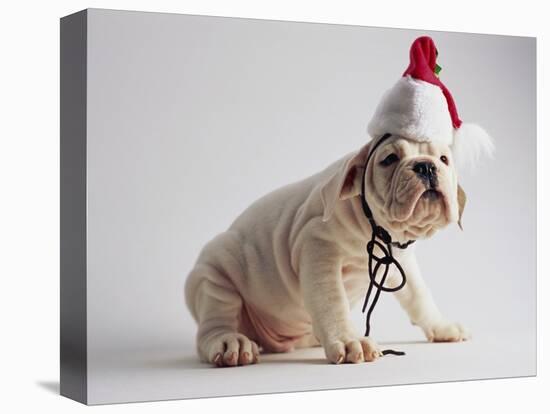 Bulldog Puppy Wearing Santa Hat-Jim Craigmyle-Premier Image Canvas