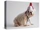 Bulldog Puppy Wearing Santa Hat-Jim Craigmyle-Premier Image Canvas