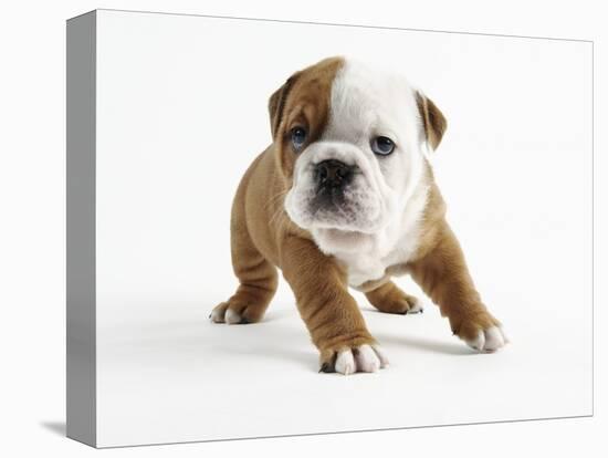 Bulldog Puppy-Peter M. Fisher-Premier Image Canvas