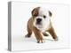 Bulldog Puppy-Peter M. Fisher-Premier Image Canvas