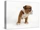 Bulldog Puppy-Peter M^ Fisher-Premier Image Canvas