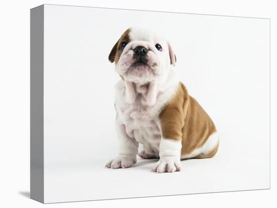 Bulldog Puppy-Peter M^ Fisher-Premier Image Canvas