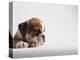 Bulldog Puppy-Jim Craigmyle-Premier Image Canvas