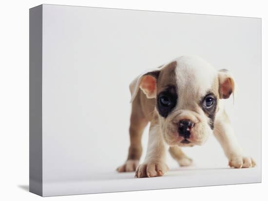 Bulldog Puppy-Jim Craigmyle-Premier Image Canvas