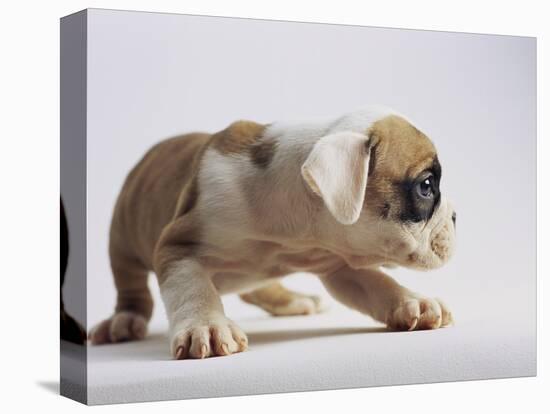 Bulldog Puppy-Jim Craigmyle-Premier Image Canvas