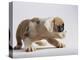 Bulldog Puppy-Jim Craigmyle-Premier Image Canvas